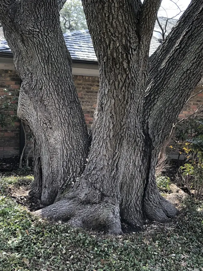 Mature heritage tree close to a Greenville property cared for by certified arborists